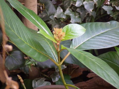 IMGP2971