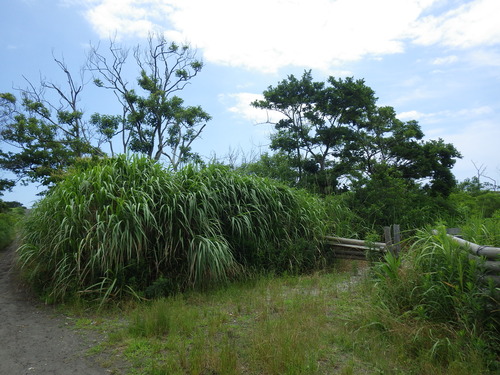 IMGP5281