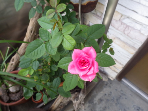 IMGP1116