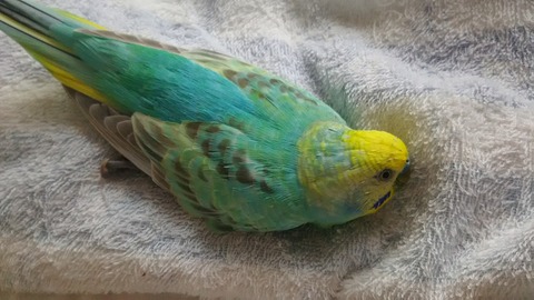 可愛いグーちゃん