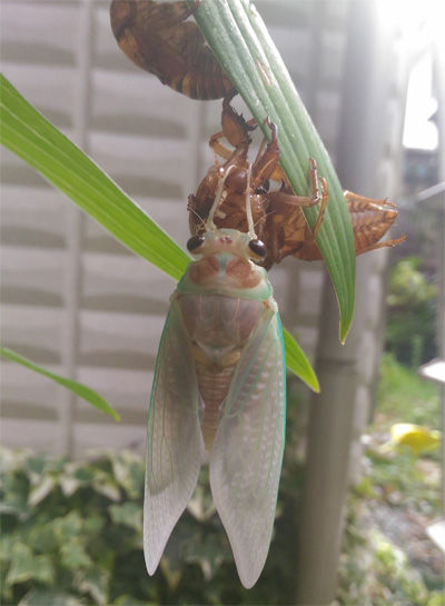 セミが羽化した