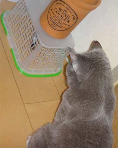 セミ観察中