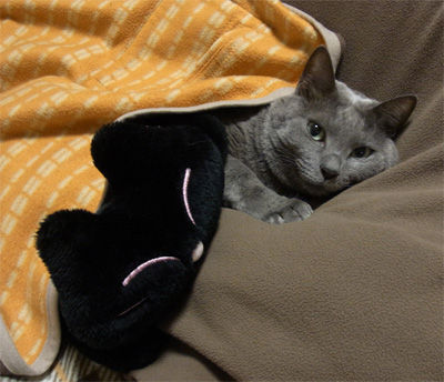 ねこゆたんぽとおねんね