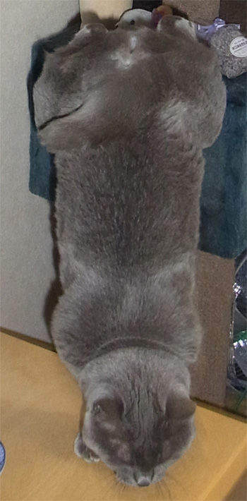 逆立ち???