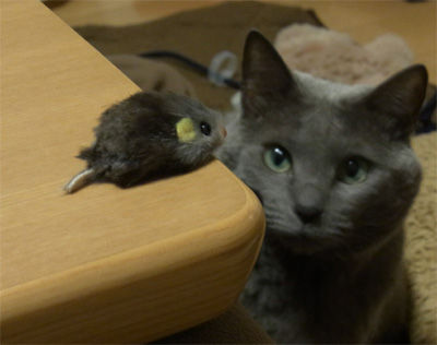 ねらわれるねずみ