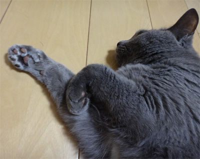 暑くてごろん