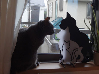 猫3匹