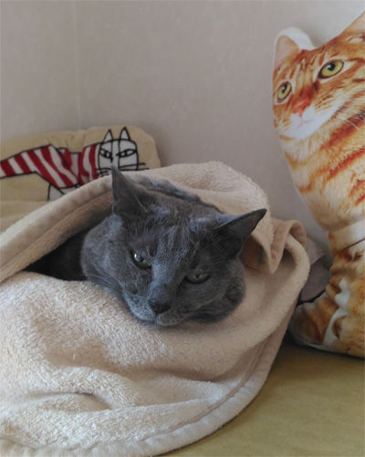 猫に囲まれるマーシャ
