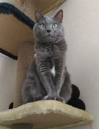 キャットタワーで得意げなマーシャ