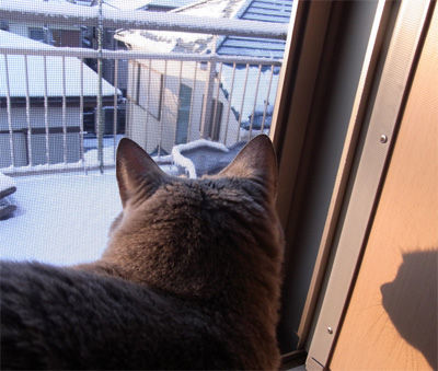 屋上の雪を眺める