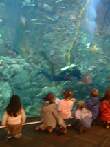 aquarium2