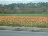 pampkin1