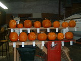 pampkin4