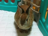 fuyu