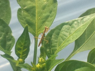 WP_000664_02