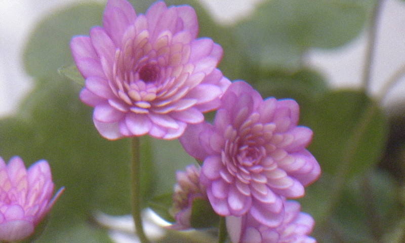 千重咲き 雪割草 ４芽 「紅流恋（べにはぐれ）」