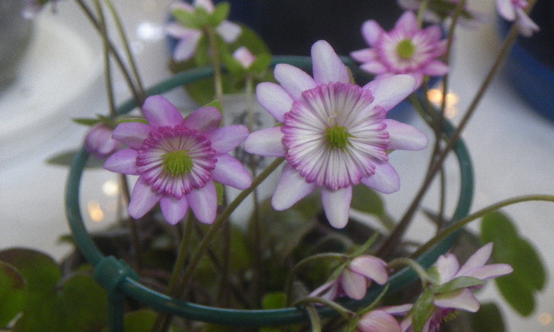 千重咲き 雪割草 ４芽 「紅流恋（べにはぐれ）」