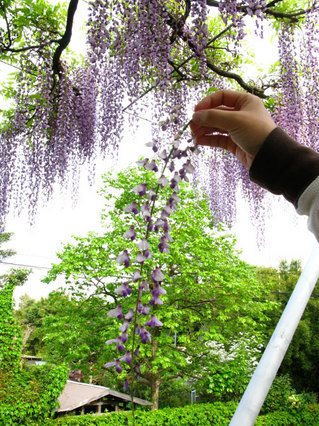 090419-yamadanofuji05