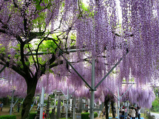 090419-yamadanofuji02