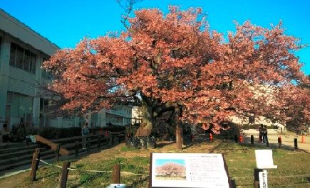 kanzakura