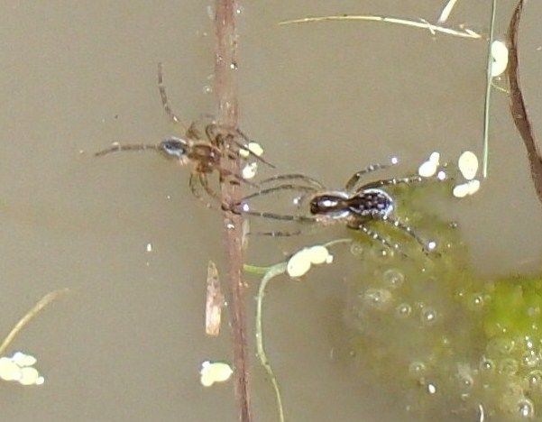 田園環境の害虫・益虫生態図鑑【中古(ほぼ新品)】 田園環境の害虫・益虫生態図鑑【中古(ほぼ新品)】 田園環境の 車