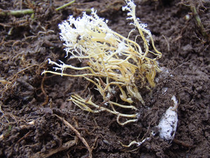 冬虫夏草「ハナサナギタケ」 : 大小迫 つむぎの家