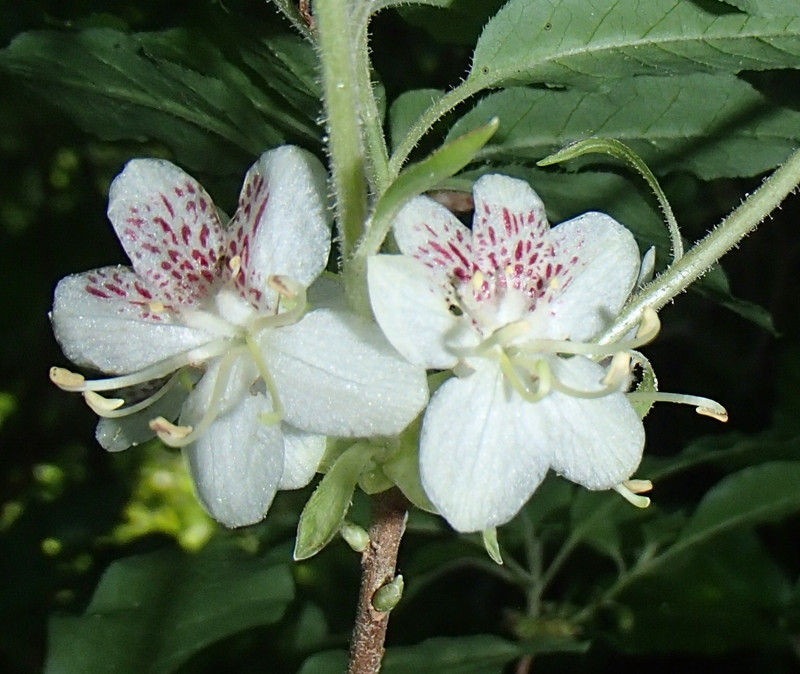 裏山の樹木の花 : 大小迫 つむぎの家