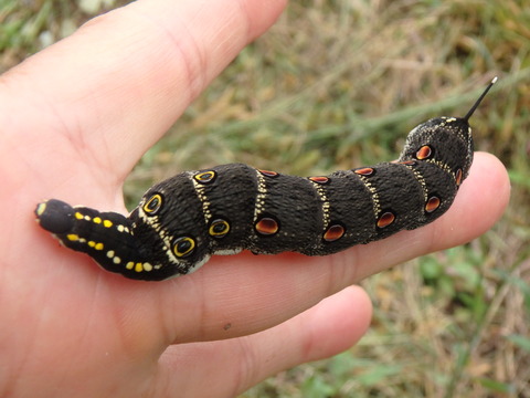 セスジスズメ（蛾）の終齢幼虫 : 大小迫 つむぎの家