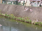 kamo