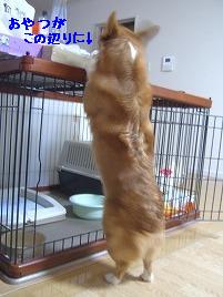 yuki2009