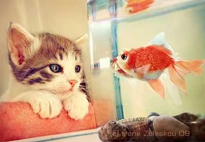 子猫と金魚のせつない画像 とあるメガネっ子の癒しと猫と犬の動画