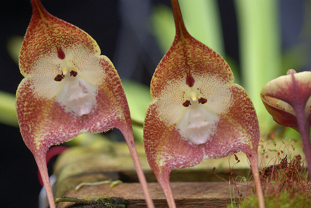 monkey orchid 2