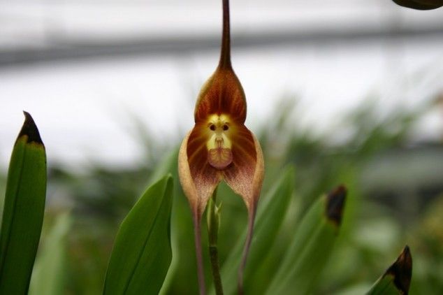 Monkey-Orchid-01-634x422