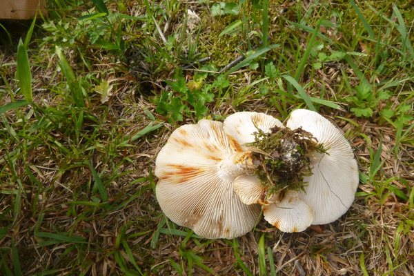 P1100746