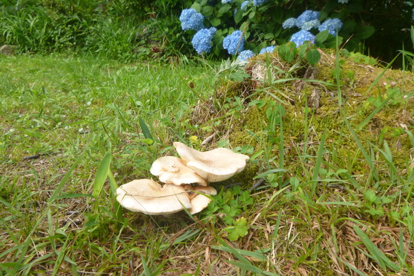 P1100741