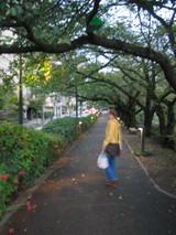 散歩道