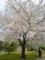 満開の桜