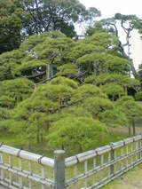 300年松