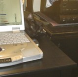 luca66