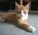 weasley