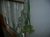 ドライフラワー0619