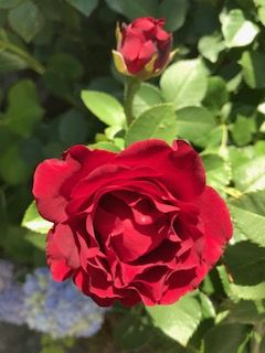 IMG_1530