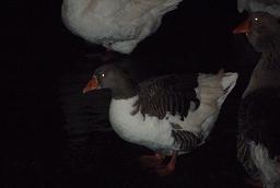 50d288a1.jpg