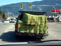 lawn grass