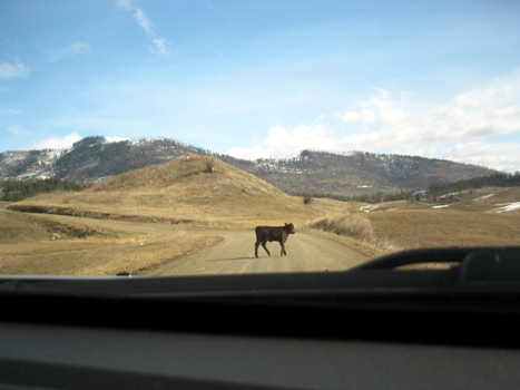 cow on the road