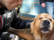 doggy at Bugaboos in the last morning