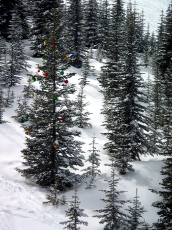 Christmas decorated tree