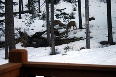 mule deer