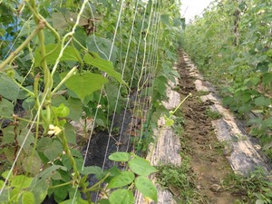 IMG_0497