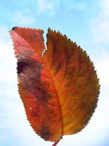 桜紅葉2